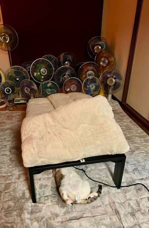 こたつの掛け布団をめくった女性　中にいた『猫の状態』にクスッ！