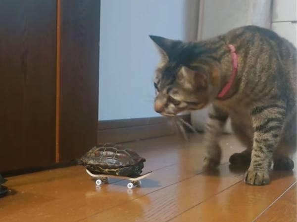 スケートボードのおもちゃに乗るカメに興味津々　猫がその場を去った数秒後…！？