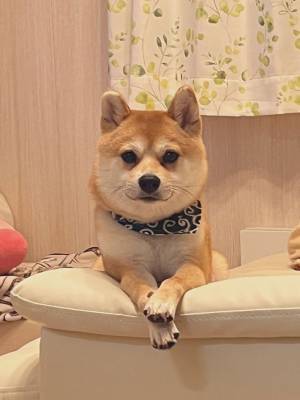 まるでベテラン面接官…　柴犬の写真にドキッ！　「笑った」「役員面接やん」