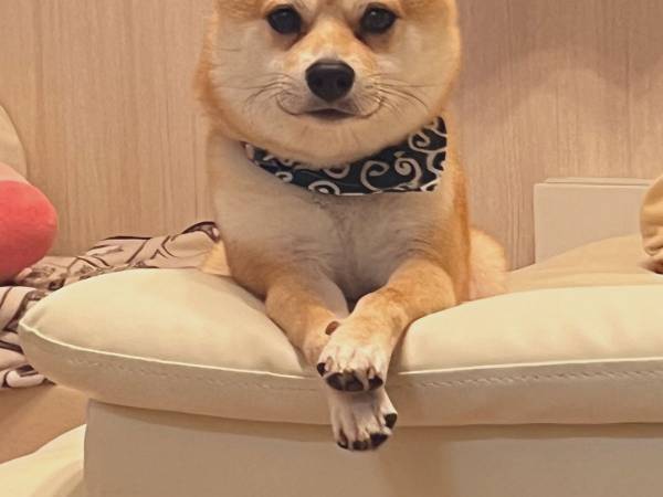 まるでベテラン面接官…　柴犬の写真にドキッ！　「笑った」「役員面接やん」