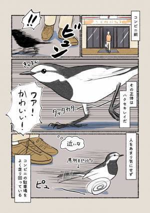 街中で見かける「めっちゃ走ってる野鳥」の名前は？　「知らなかった！」「トットコ鳥って呼んでる」