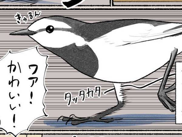 街中で見かける「めっちゃ走ってる野鳥」の名前は？　「知らなかった！」「トットコ鳥って呼んでる」