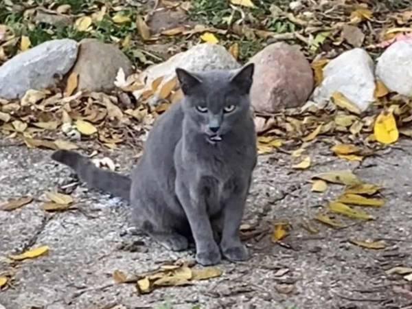 「世界一の母猫！」　野良猫が子猫のために拾い集めてくる『もの』とは？