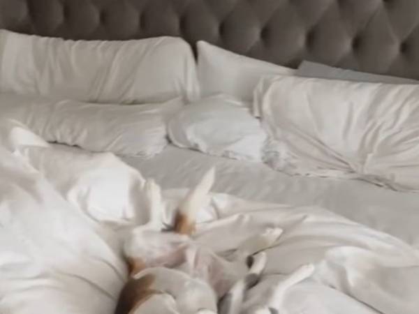 ベッドで寝ている犬と猫　その『寝姿』が話題に「かわいすぎ！」「癒される」