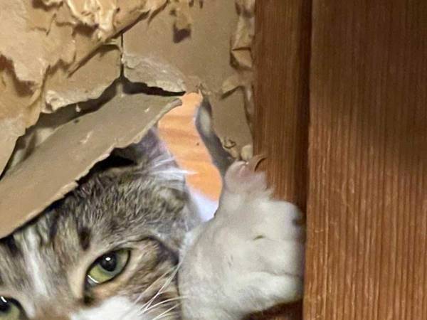 ふすまに穴を開けた猫　その瞬間をとらえた１枚に「すごいドヤ顔」「達成感ありそう」