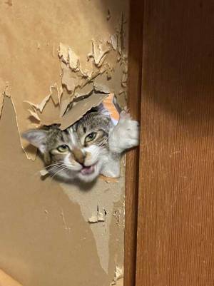 ふすまに穴を開けた猫　その瞬間をとらえた１枚に「すごいドヤ顔」「達成感ありそう」