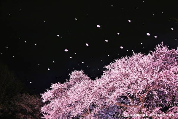 【『大奥 Season2』感想６話】瀧内公美、愛希れいか、古川雄大　華やかなキャストによる幕末編の開幕