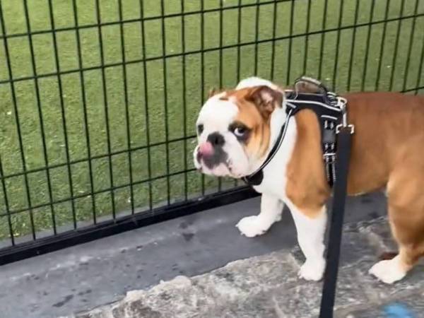 ブルドッグの『ドッグランの楽しみ方』に共感の声「賢い！」「笑った」