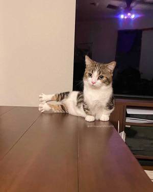 普通に座っているだけかと思いきや？　猫の『脚』に驚く声「師匠」「すごい」