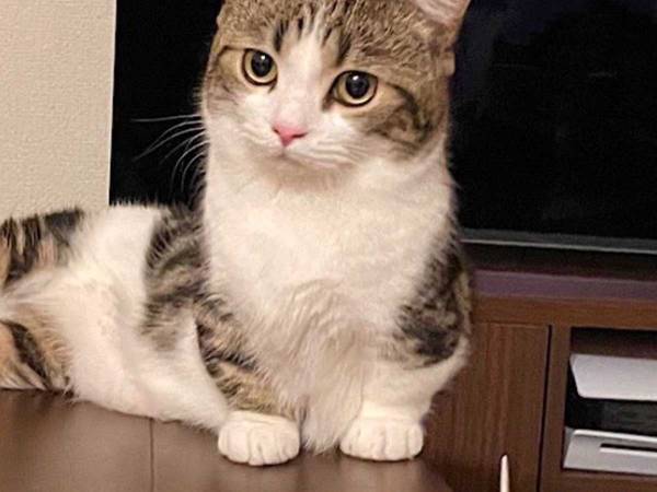 普通に座っているだけかと思いきや？　猫の『脚』に驚く声「師匠」「すごい」