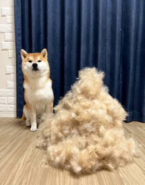 柴犬の横に置かれたものに驚愕　「ええー！？」「見事なボリューム」