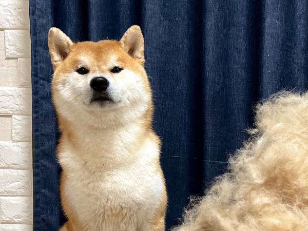 柴犬の横に置かれたものに驚愕　「ええー！？」「見事なボリューム」