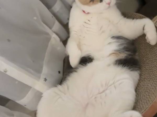 飼い主「飲みすぎたか」　酔っぱらった人間のような猫にクスッ