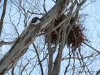 栗の木に『大きな鳥の巣』を見つけたら…　「最大級の警戒をしてください」