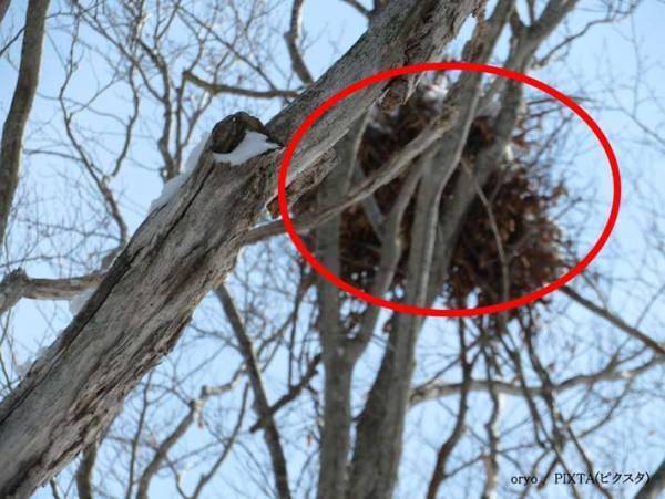 栗の木に『大きな鳥の巣』を見つけたら…　「最大級の警戒をしてください」