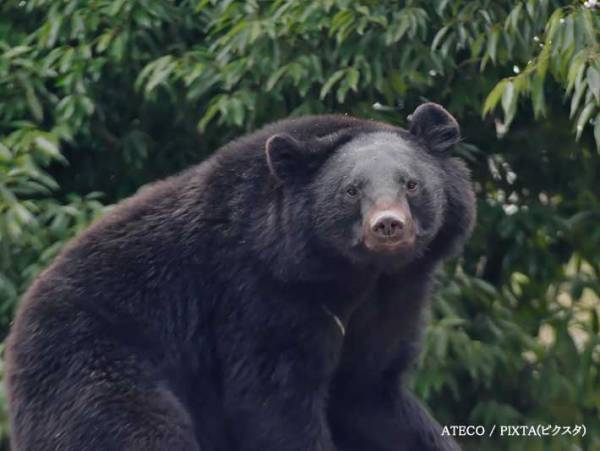 栗の木に『大きな鳥の巣』を見つけたら…　「最大級の警戒をしてください」