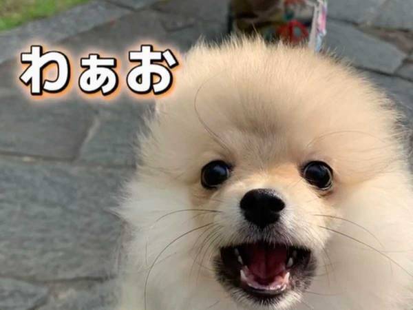 「猿期がかわいい～！」　成長過程で、毛量が変化する犬種を知ってる？