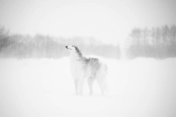 「ボルゾイは貴族の犬だ」とよく言われるけど？　普段の姿に「かわいい」「やっぱりワンコ」