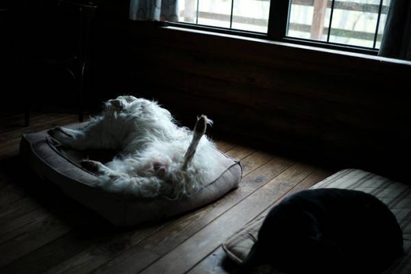 「ボルゾイは貴族の犬だ」とよく言われるけど？　普段の姿に「かわいい」「やっぱりワンコ」