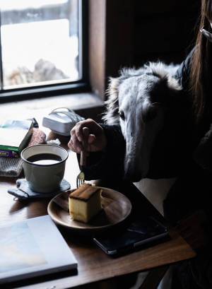 「ボルゾイは貴族の犬だ」とよく言われるけど？　普段の姿に「かわいい」「やっぱりワンコ」