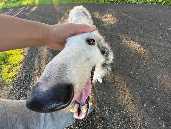 「ボルゾイは貴族の犬だ」とよく言われるけど？　普段の姿に「かわいい」「やっぱりワンコ」