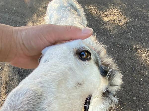 「ボルゾイは貴族の犬だ」とよく言われるけど？　普段の姿に「かわいい」「やっぱりワンコ」