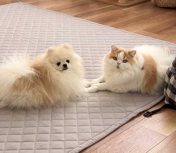 仲良しなのがひと目で分かる！　飼い主が目撃した２匹の姿に「なんてかわいいの」