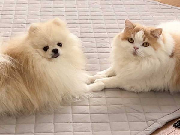 仲良しなのがひと目で分かる！　飼い主が目撃した２匹の姿に「なんてかわいいの」