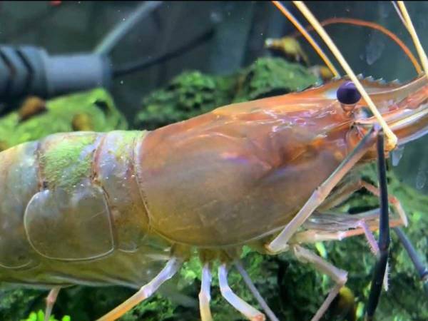 「え、有能すぎない？」　エビがまさかの行動、動画に「すごい」「初めて見た」