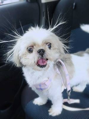 動物病院に到着し、身の毛がよだったシーズー犬　「かわいそうだけど、爆笑した」