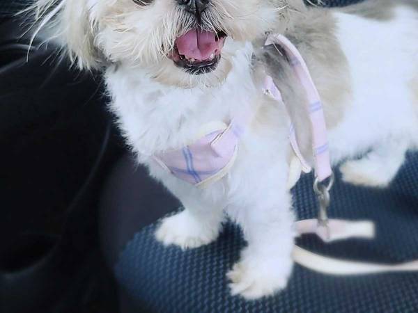 動物病院に到着し、身の毛がよだったシーズー犬　「かわいそうだけど、爆笑した」