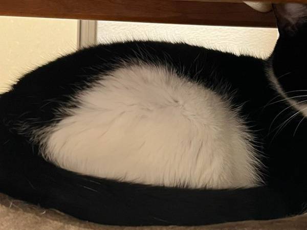 「海苔はどこにいった？」　体に『おにぎり模様』がある猫、ある日飼い主が見た姿が？