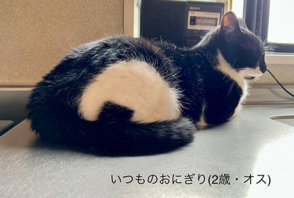 「海苔はどこにいった？」　体に『おにぎり模様』がある猫、ある日飼い主が見た姿が？