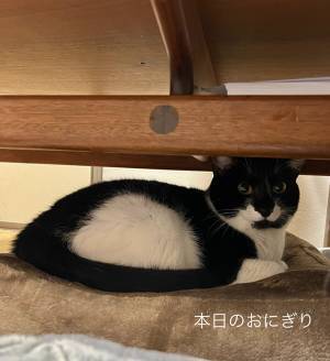 「海苔はどこにいった？」　体に『おにぎり模様』がある猫、ある日飼い主が見た姿が？