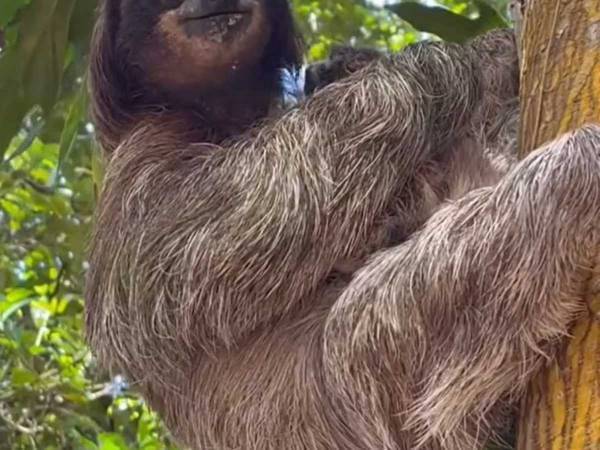 我が子と再会したナマケモノの母親　見せた『表情』に「嬉しそう」「喜んでいたね」