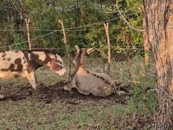 友達っていいね！　滑って転んだロバ　そこへ仲よしのロバが駆け寄ってきて？