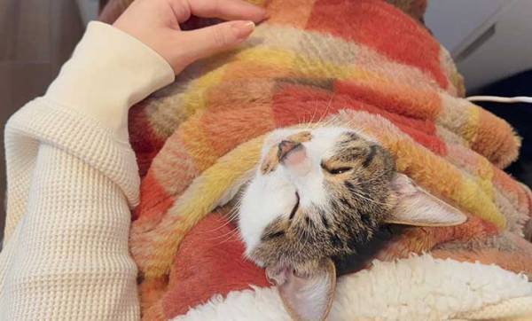 「最高のアイテムを手にいれた」　ニトリのひざ掛けに「コレは素晴らしい」「うちも買う」の声