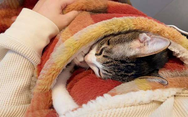 「最高のアイテムを手にいれた」　ニトリのひざ掛けに「コレは素晴らしい」「うちも買う」の声