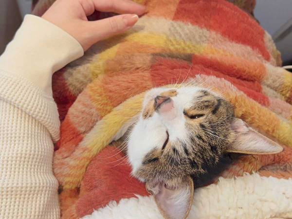 「最高のアイテムを手にいれた」　ニトリのひざ掛けに「コレは素晴らしい」「うちも買う」の声