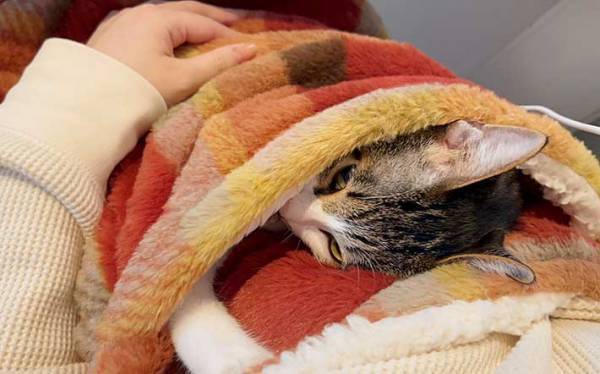 「最高のアイテムを手にいれた」　ニトリのひざ掛けに「コレは素晴らしい」「うちも買う」の声