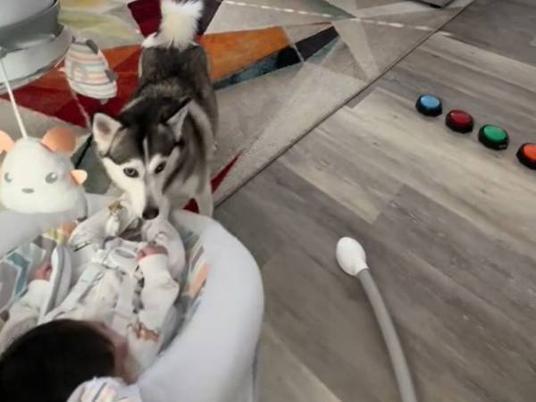 赤ちゃんの匂いを嗅いだ犬　直後の『行動』に「すごい！」「お利口すぎ」