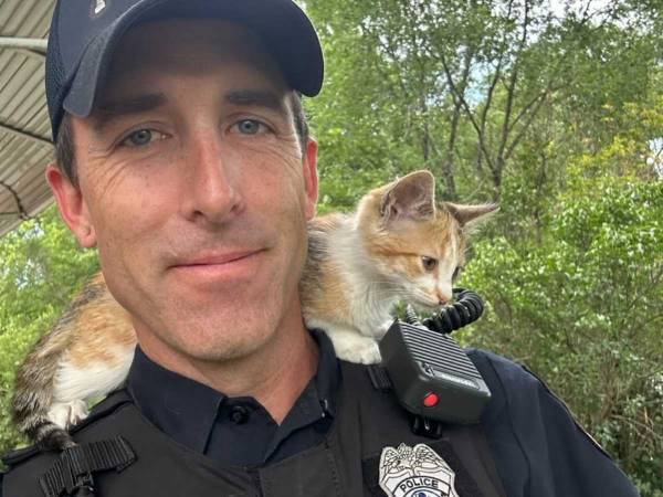 車から放り出された子猫　駆け付けた警官が抱き上げようとすると…？