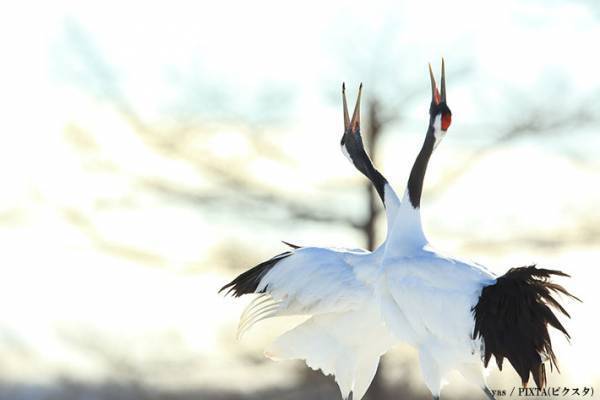 【『大奥 Season2』感想８話】福士蒼汰の動、古川雄大の静　悲劇を際立たせる二人の演技