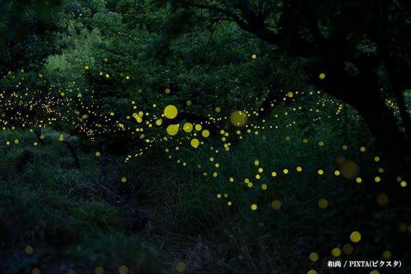 【『大奥 Season2』感想８話】福士蒼汰の動、古川雄大の静　悲劇を際立たせる二人の演技