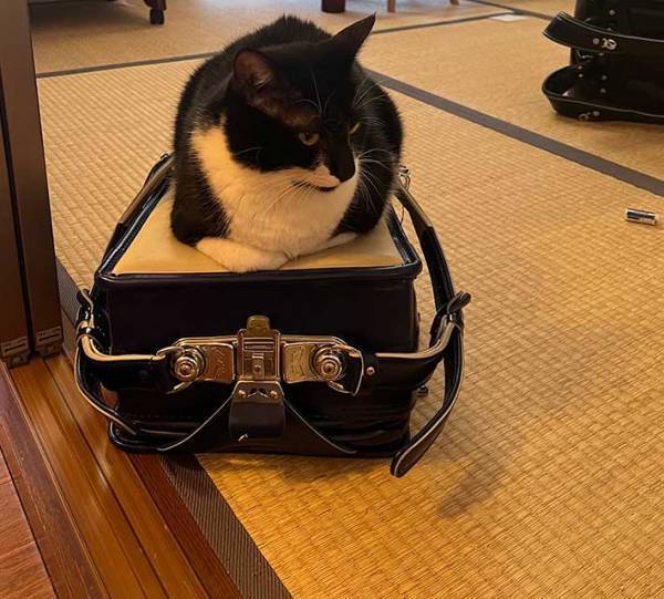 ランドセルが開けられない小学生息子　理由に１７万人がいいね！　「これは仕方ない」