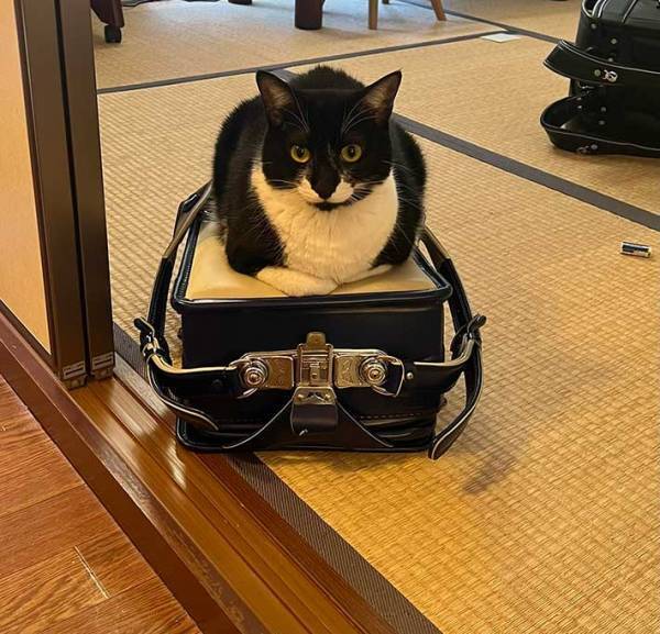 ランドセルが開けられない小学生息子　理由に１７万人がいいね！　「これは仕方ない」