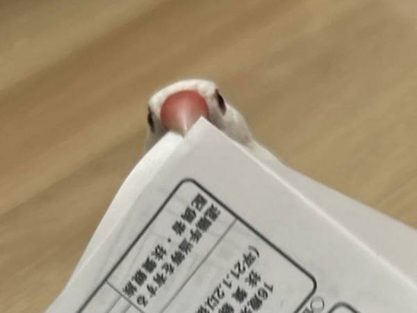 それは返して！　文鳥から取り返した書類に「これはダメなやつ！」「代わりに記入してくれるの？」