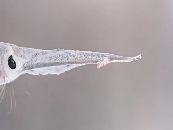 写真家が「もう二度と撮れない」という奇跡のショット　「すごすぎ」「最高です」