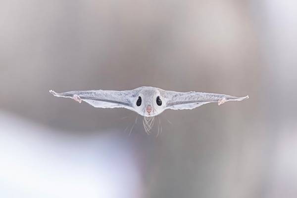 写真家が「もう二度と撮れない」という奇跡のショット　「すごすぎ」「最高です」
