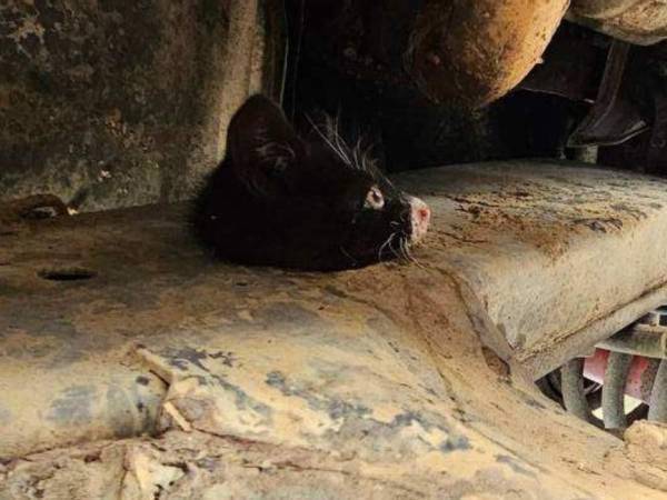 「どんなに怖かったか」　車の中から見つかった子猫　挟まっていた『場所』にびっくり